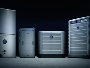 Bold Car Restorer - Mix of Products