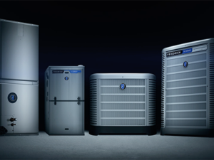 Bold Car Restorer – Mix of Products